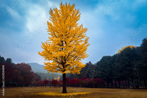 The leaves change color during  autumn Nami Island in  Korea.