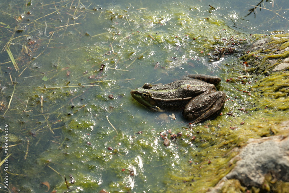Grenouille verte, Rana Grenouille verte, Rana