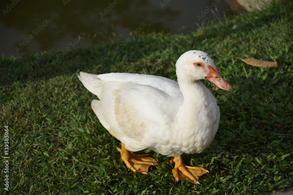 White Geese White Geese