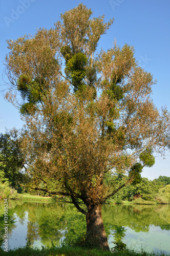 Bunches of mistletoe plants (viscum album) on a tree, in natural environment photo