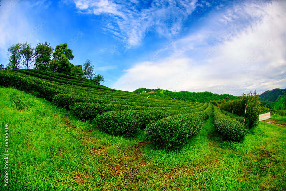 101Tea Plantation in Chiang Rai,North of Thailand