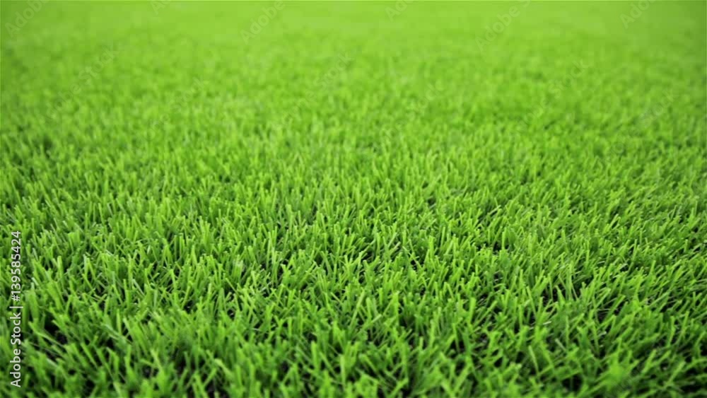 Grass field. Close-up, horizontal slider shot Grass field. Close-up, horizontal slider shot