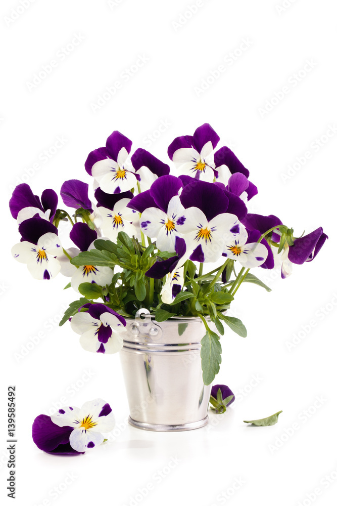 Naklejka premium Spring flowers. Purple pansies.