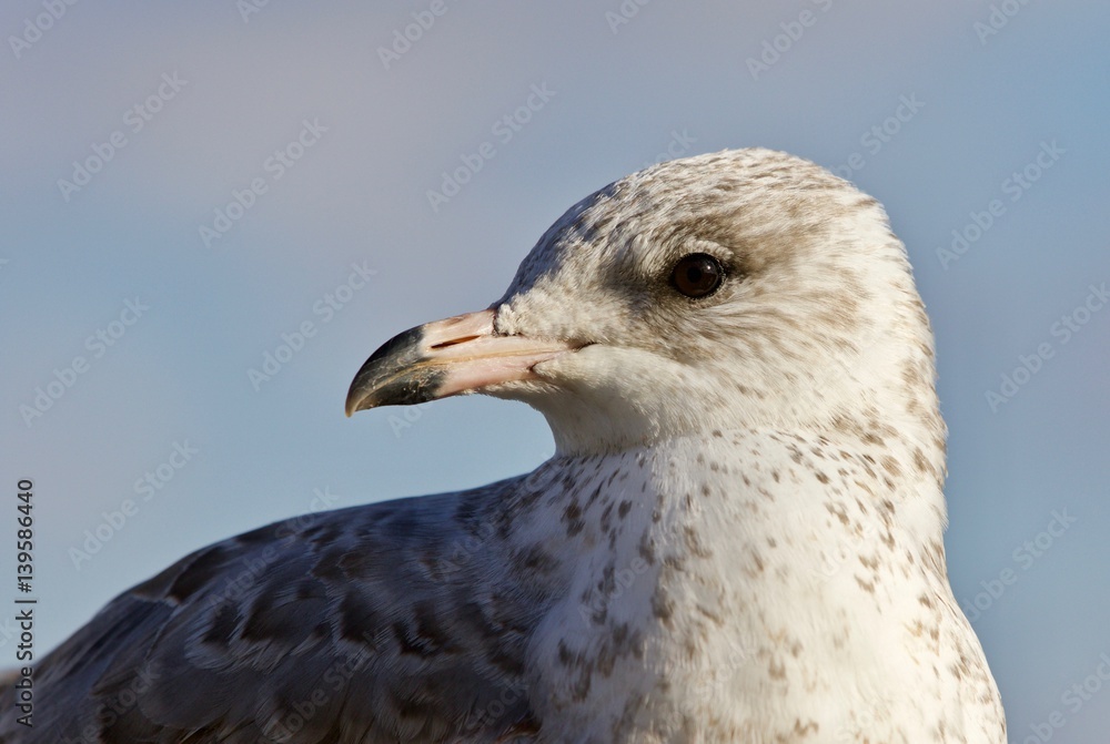 Amazing isolated image of a beautiful gull Amazing isolated image of a beautiful gull