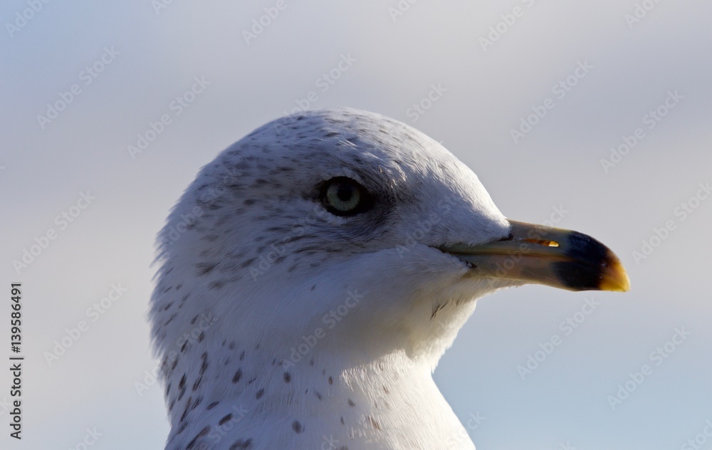 Amazing portrait of a cute beautiful gull Amazing portrait of a cute beautiful gull