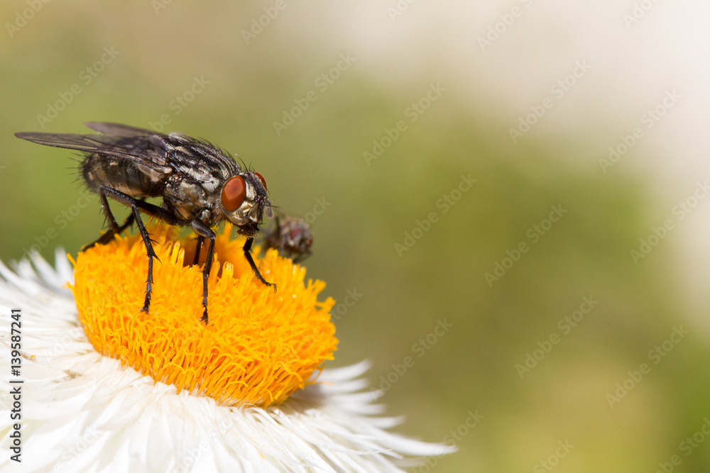Fototapeta premium The fly