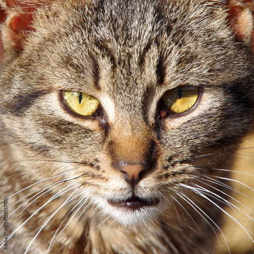 Portrait of a cat