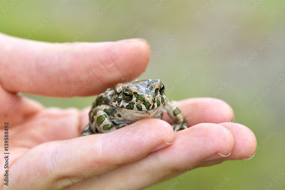 Green toad (Bufo viridis) on boy hand