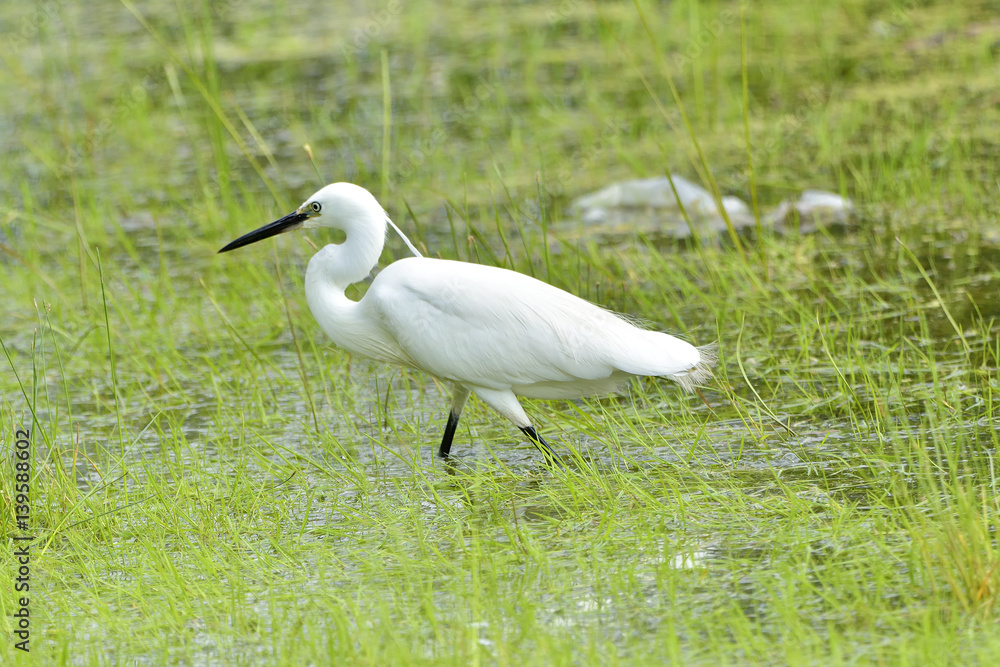 Fototapeta premium The little egret is a species of small heron in the family Ardeidae.