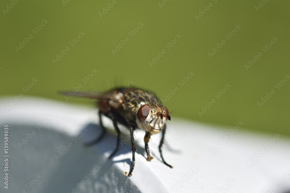 Obraz premium Macro of fly