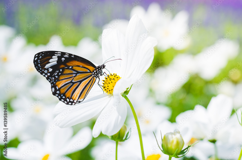 beautiful butterfly on cosmos field in the park. beautiful butterfly on cosmos field in the park.