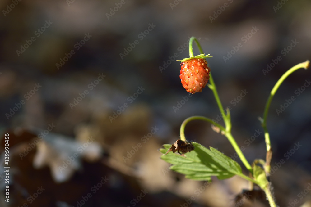 Wild strawberry in forest Wild strawberry in forest