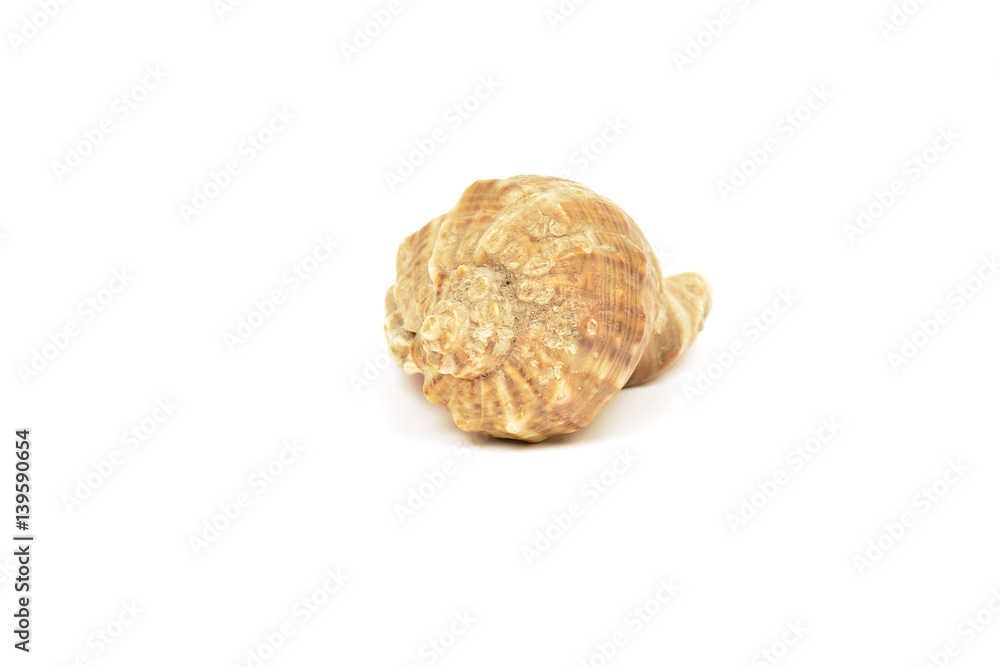 Sea shell isolated on white Sea shell isolated on white