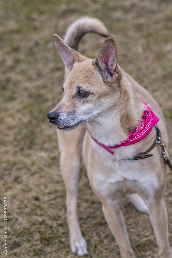 A portrait of a dog in the fresh air A portrait of a dog in the fresh air