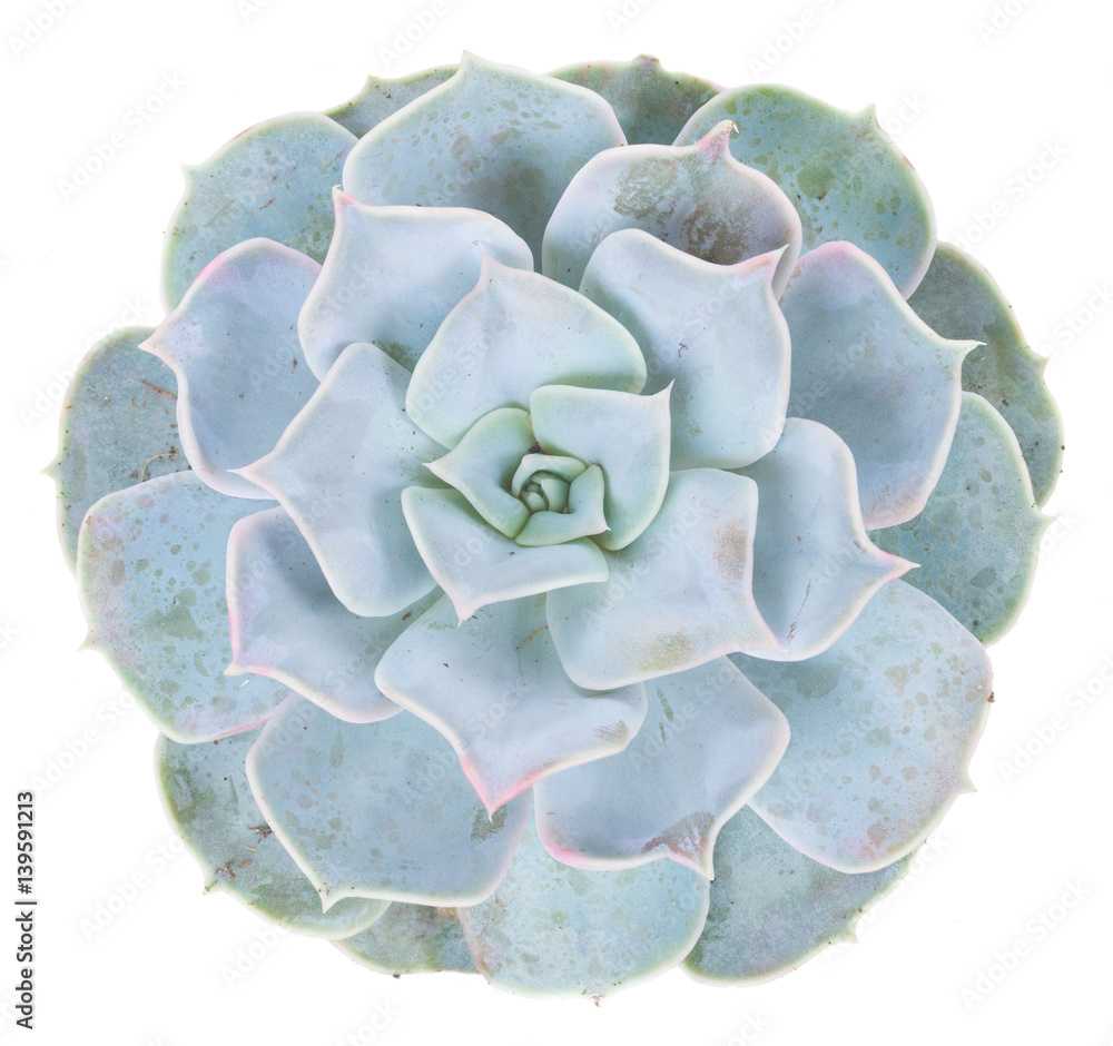 Obraz premium One succulent green plant isolated on white background