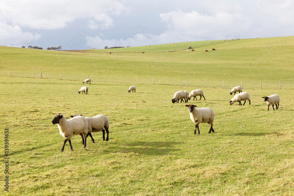 Flock of sheep eating grass in the pasture