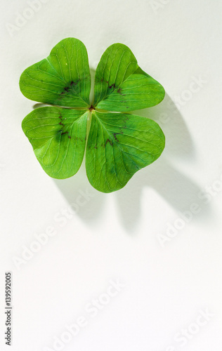 four-leaf clover without raindrops, Good Luck