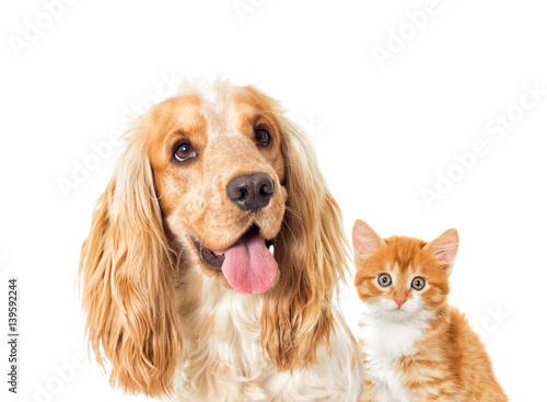 English cocker spaniel dog and kitten on a white background