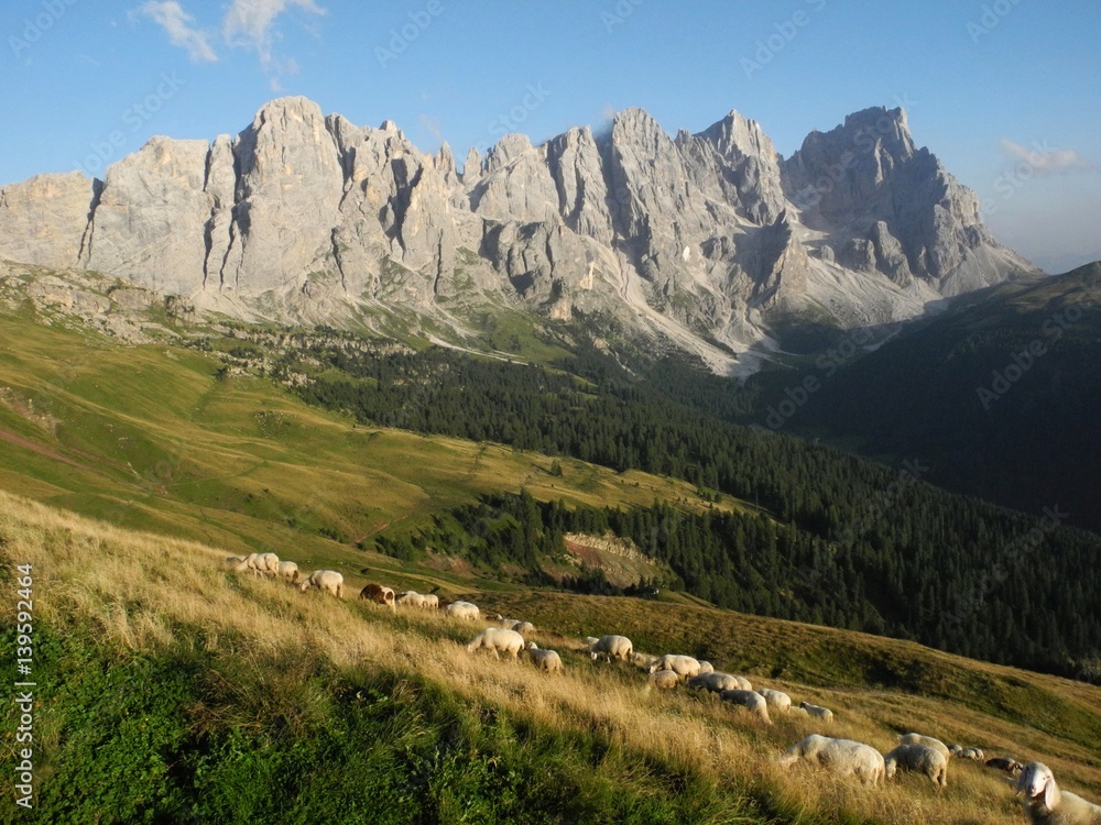 Herde ungeschorener Schafe auf einer Bergweide vor der nördlichen Pala-Gruppe, Südtirol, Italien