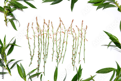 Wild flowers and wild leaves on white background