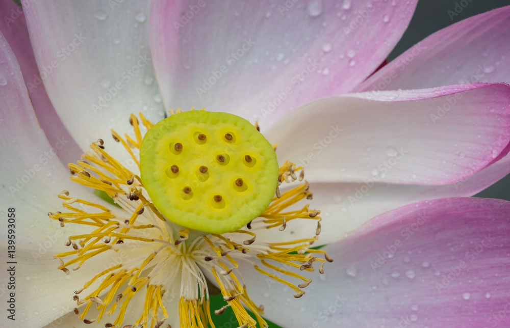 Beautiful lotus flower with dew in sunshine Beautiful lotus flower with dew in sunshine