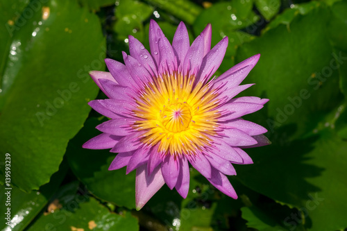 Beautiful waterlily or lotus flower./Beautiful waterlily or lotus flower with dew in sunshine