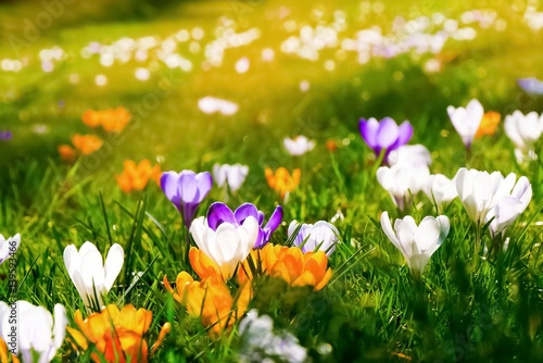 Krokuswiese Frühlingserwachen