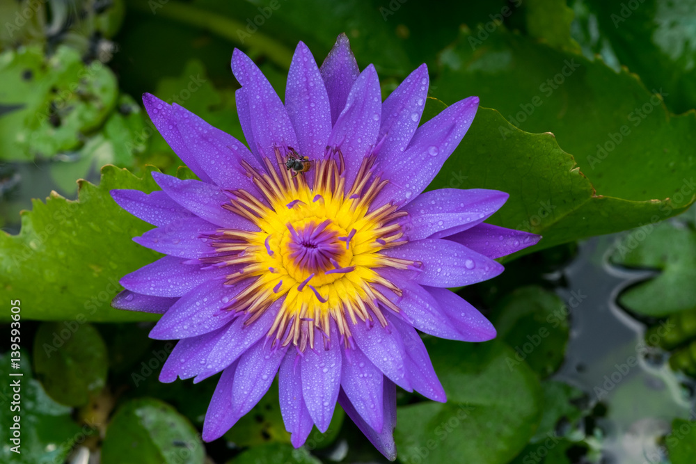 Close-up flower. A beautiful purple waterlily or lotus flower Close-up flower. A beautiful purple waterlily or lotus flower