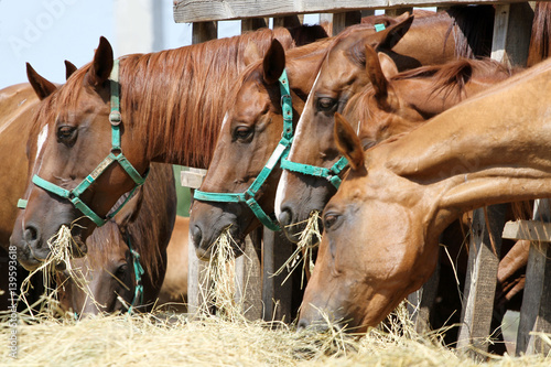 Chestnut horses feed on the farm