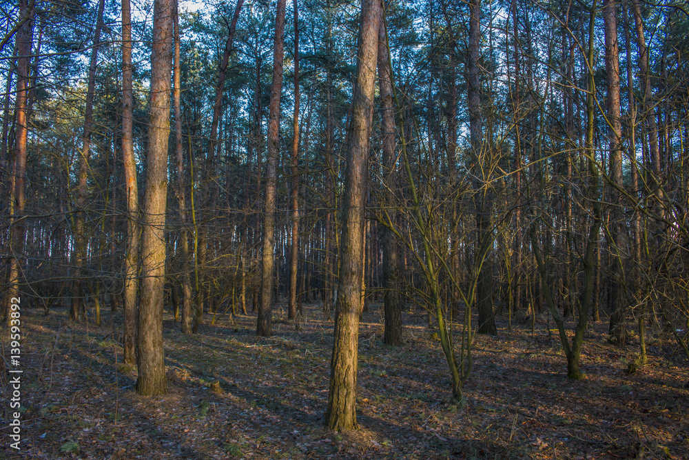 Obraz premium Deep in the forest