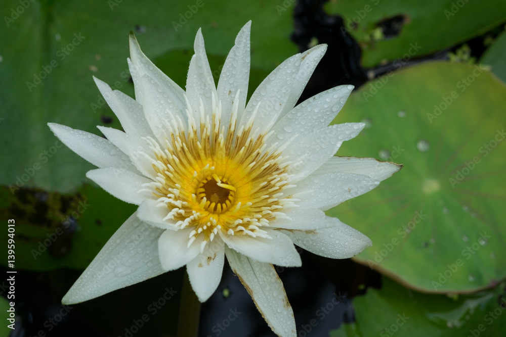 Beautiful waterlily or lotus flower with dew in sunshine Beautiful waterlily or lotus flower with dew in sunshine