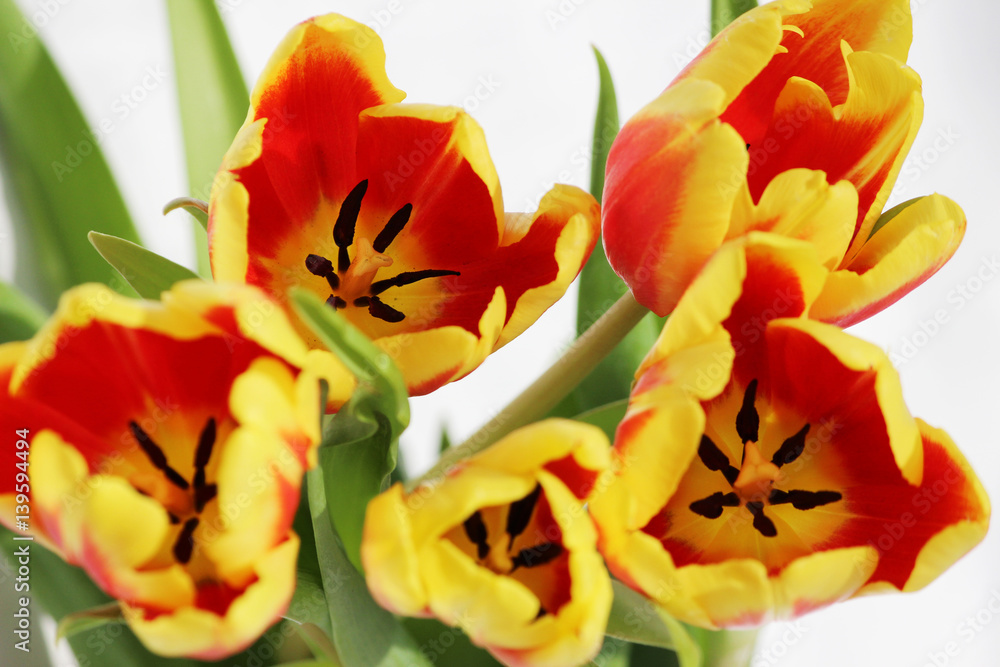 five red tulips with yellow stripes on a white background. five red tulips with yellow stripes on a white background.
