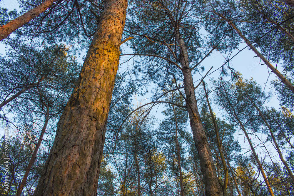 Fototapeta premium Spruce forest