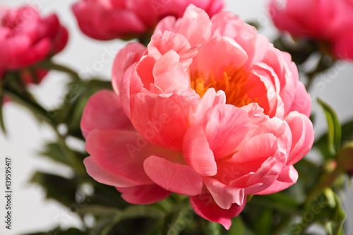 peonies on a white background