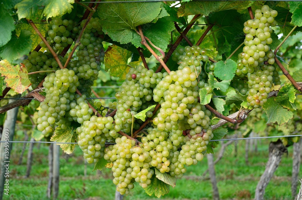 Green grapes in autumn