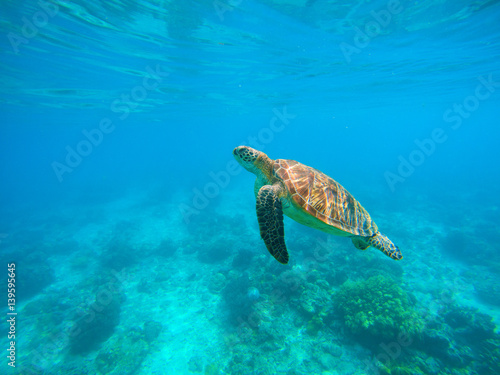 Sea turtle in water. Green turtle underwater photo Tropical lagoon sea animals.