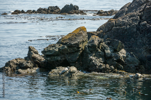Sea Lions during Orca Whales Tour from Anacortes to San Juan Island Washington, USA,