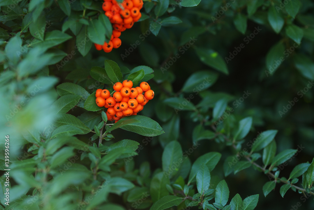 Two bunches of orange berries among green leaves Two bunches of orange berries among green leaves
