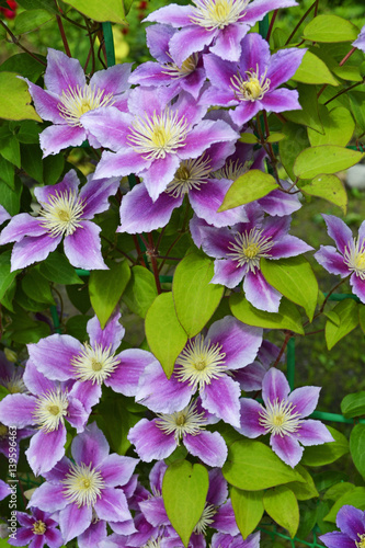 Purple Clematis flowers in the summer garden