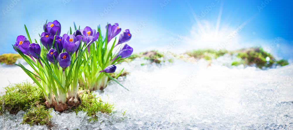 Crocus flowers blooming through the melting snow - obrazy, fototapety, plakaty 