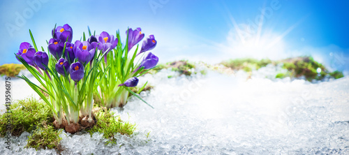 Obraz na plátně Crocus flowers blooming through the melting snow