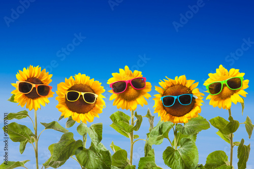Fototapeta Naklejka Na Ścianę i Meble -  Sunflowers with sunglasses