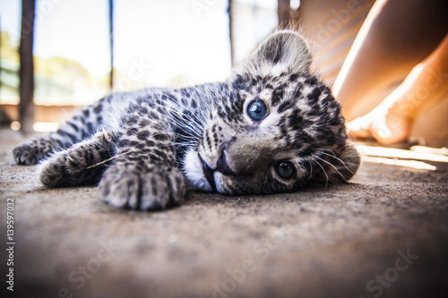 Leopard cub