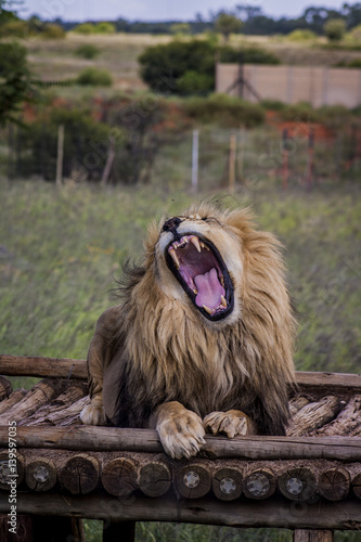 Lions roar