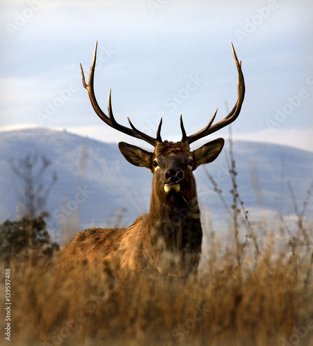 Big Elk With Large Rack of Horns National Bison Range Charlo Mon