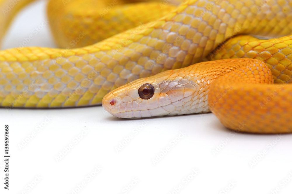snake isolated on white background snake isolated on white background