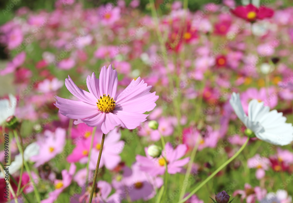 Beautiful Cosmos flowers blooming in the garden Beautiful Cosmos flowers blooming in the garden