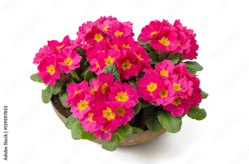 Obraz premium Blumenschale mit Primeln