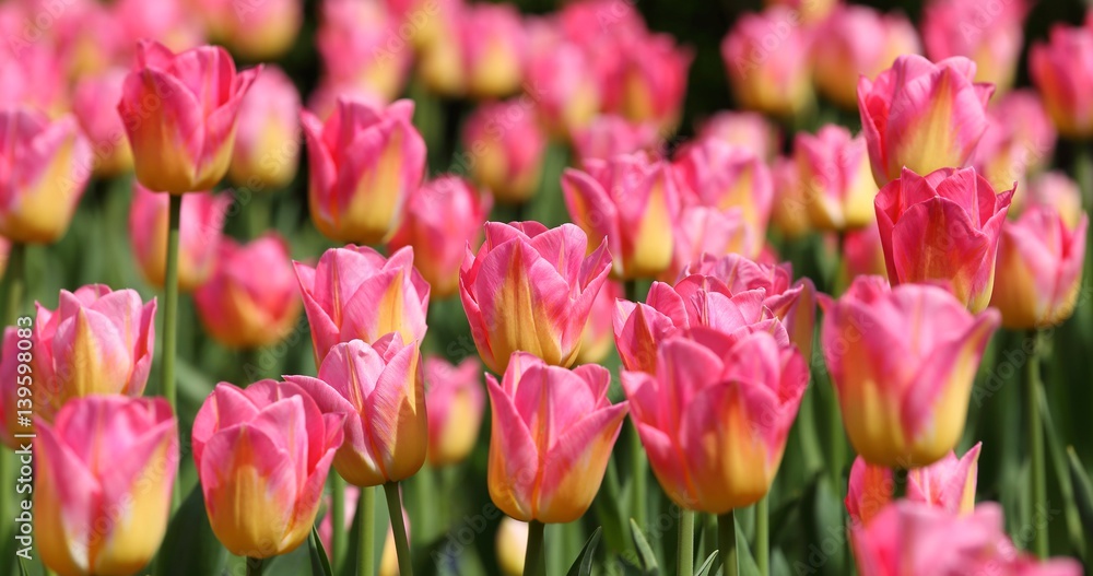 Tulips.