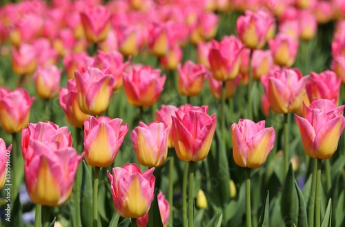 Tulips.